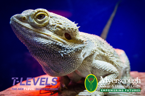 A lizard on a blue background
AI-generated content may be incorrect.