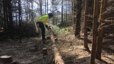 Image for news article: #NAW2025: Myerscough to launch new innovative forestry apprenticeship