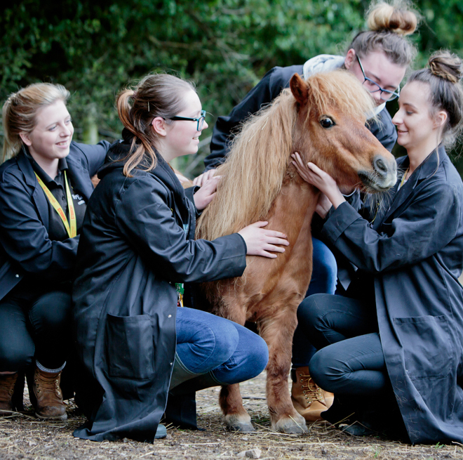 Four Myerscough College Animals Studies students tending to horse