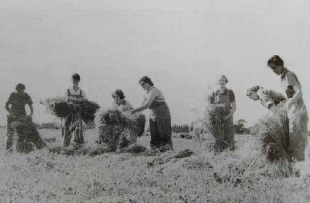 WOMEN'S LAND ARMY AT HUTTON DURING WW2.jpg