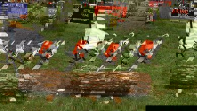 Image for news article: Myerscough arboriculture in spotlight on International Day of Forests