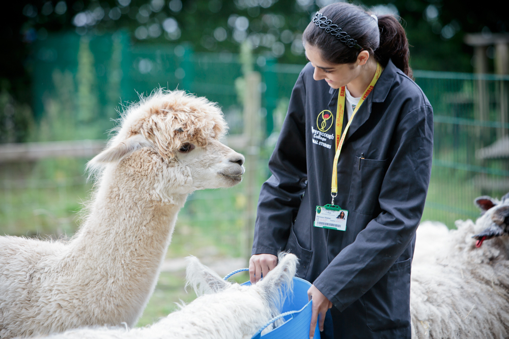 A Myerscough College Animal Studies student feeds an alpaca.