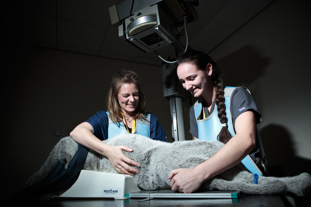 The Foundation year to Veterinary Nursing will give you the opportunity to progress to our 3-year FdSc Veterinary Nursing and other programmes.