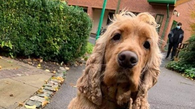 Image for news article: Trinity thrives at Myerscough thanks to hearing dog Alvin