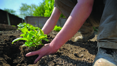 Image for news article: RHS Green Careers Open Day