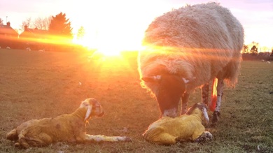 Image for news article: Myerscough springs into action for Lambing Season