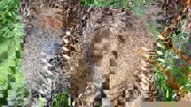 Image for news article: Arran the Wildcat is purr-fect for conservation programme