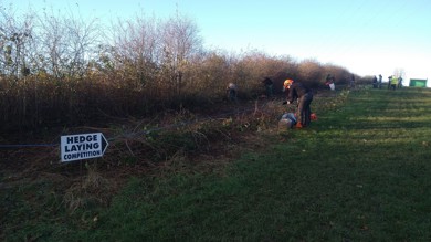 Image for news article: Practicing the art of hedgelaying