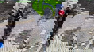 Image for news article: Myerscough apprentice works on Tower of London Platinum Jubilee garden