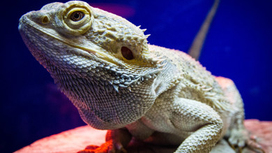 Image for news article: Inaugural animal studies T-Level learners attain 100% achievement rate