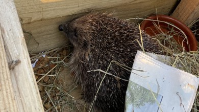 Image for news article: Myerscough campus continues to evolve ‘Hedgehog Friendly Campus’ status