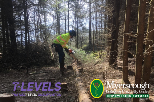 A person cutting a tree trunk in the woods
AI-generated content may be incorrect.