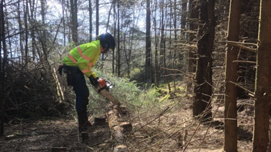 Image for news article: National Tree Week: Branch out with a Myerscough arboriculture study programme