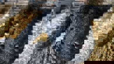 Image for news article: Family Lambing Weekend